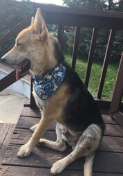 Dog Tied Up In The Woods Was In So Much Pain He Couldn’t Be Touched