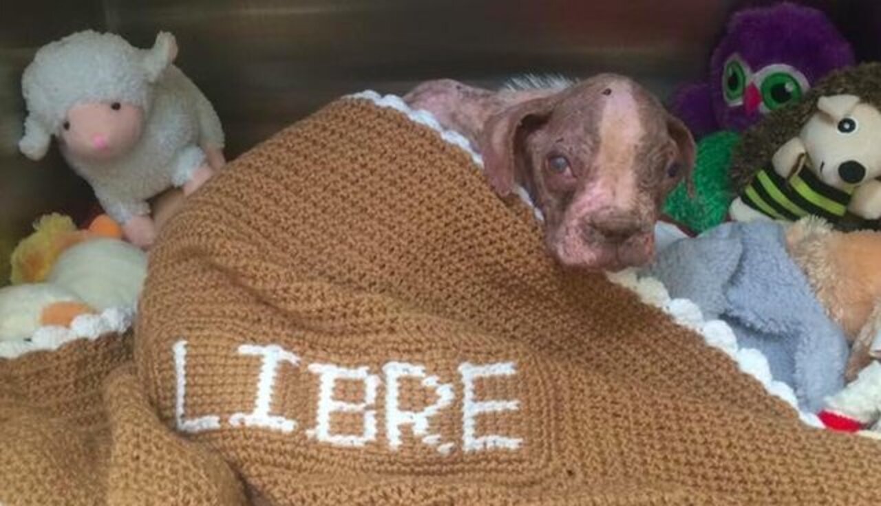 Neglected Puppy Gets Animal Cruelty Law Passed In His Name The Dodo