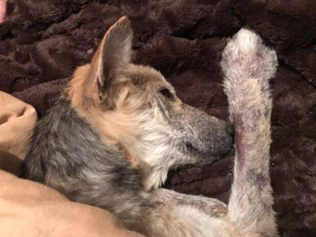 Dog after being rescued