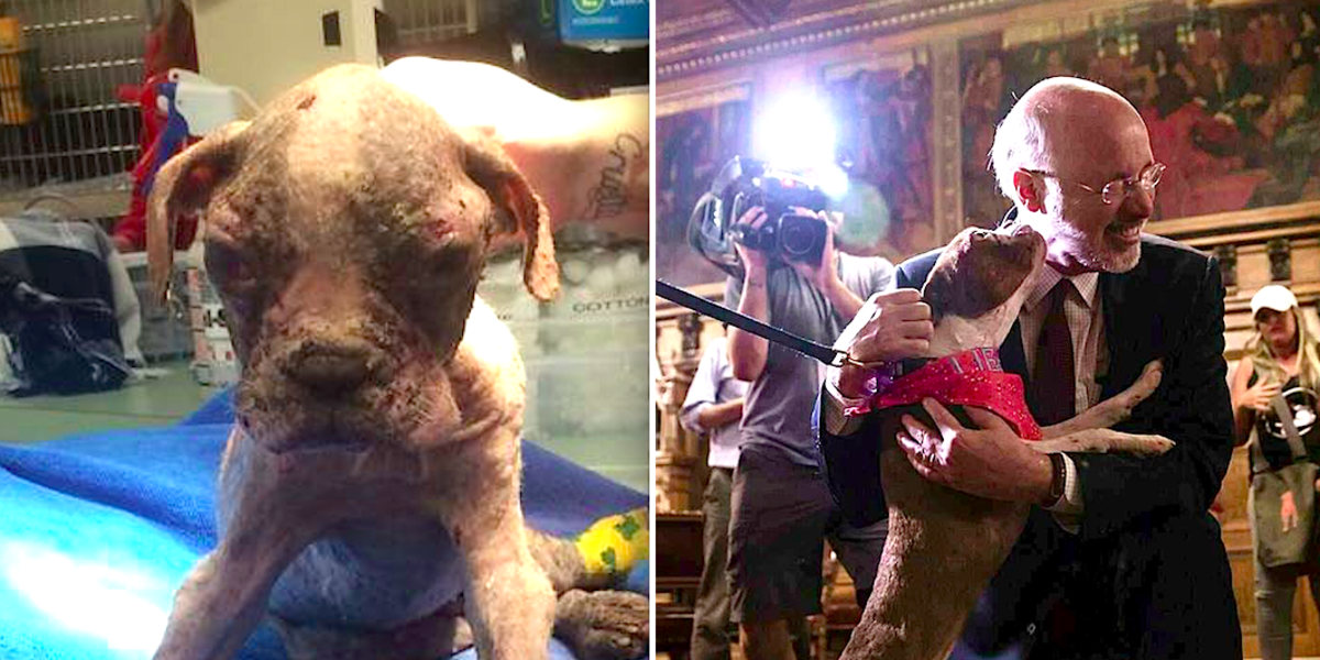 Neglected Puppy Gets Animal Cruelty Law Passed In His Name The Dodo