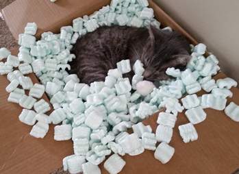 cat loves packing peanuts