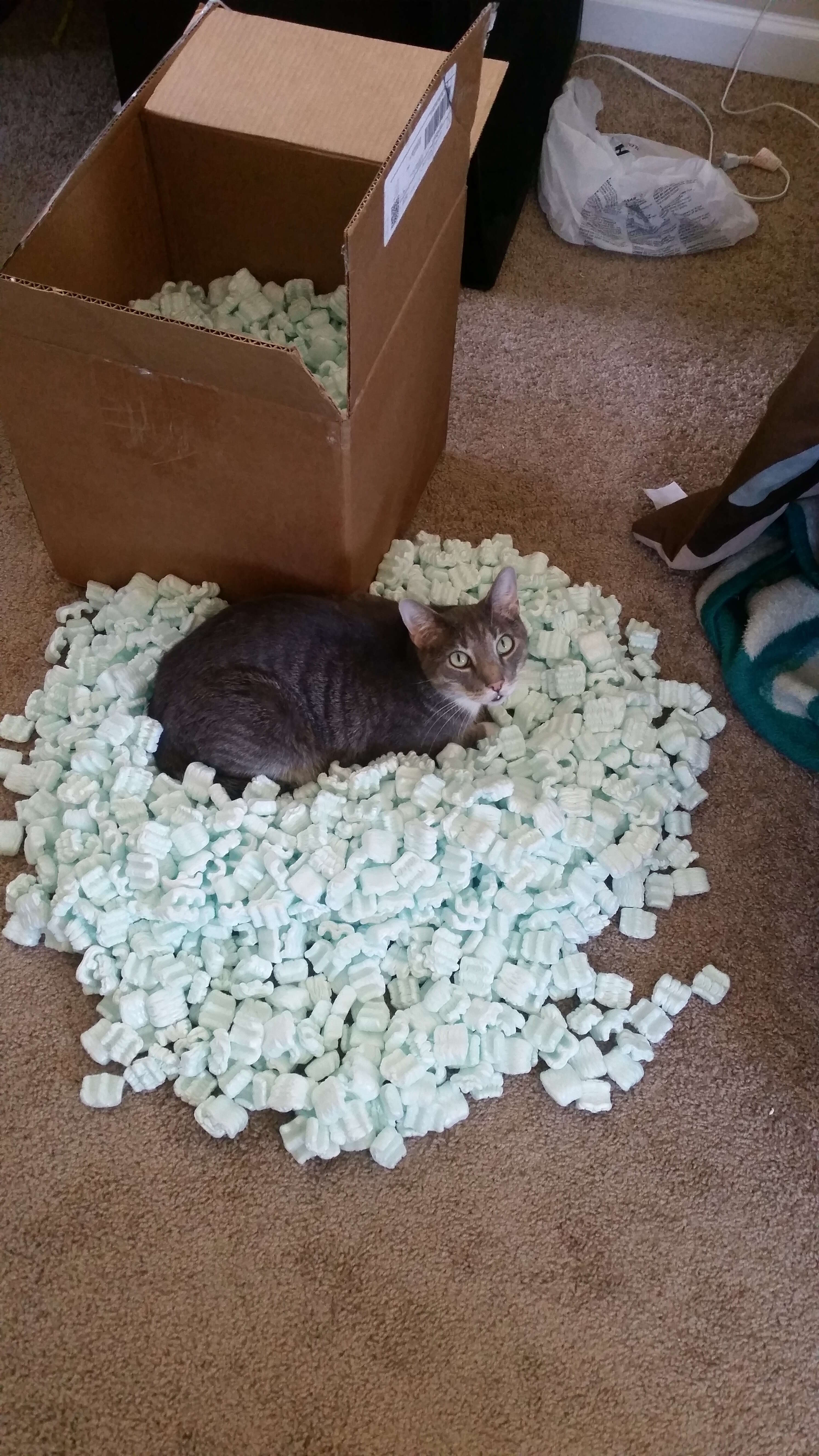cat loves packing peanuts