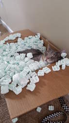 cat loves packing peanuts