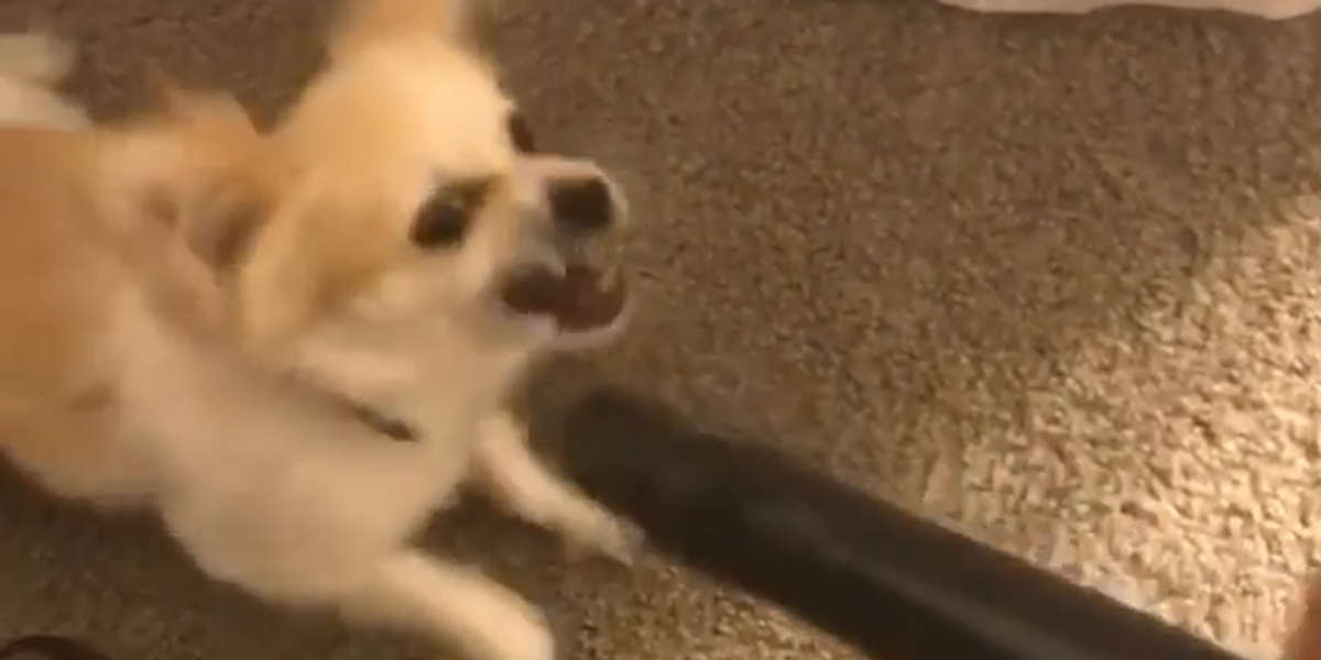 Dogs Vs. Vacuum Cleaners Videos The Dodo