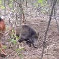 Wild Boar Rescued From Snare