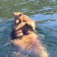 Bear Cubs Get A Ride Across Lake From Mom