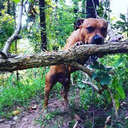 Pit bull foster dog