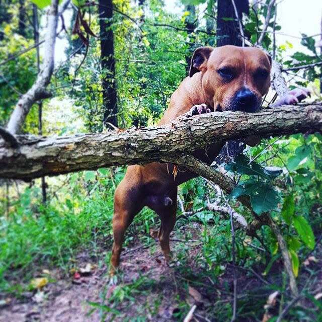 Pit bull foster dog