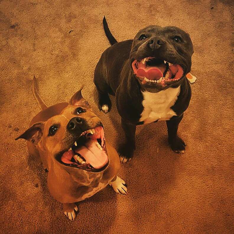 Bonded foster dogs