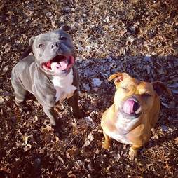 Bonded foster dogs