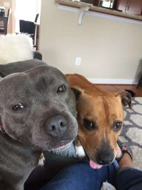 Bonded foster dogs