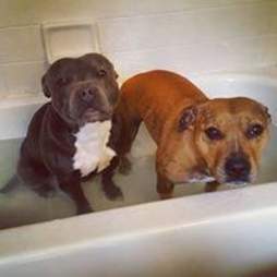 Bonded foster dogs