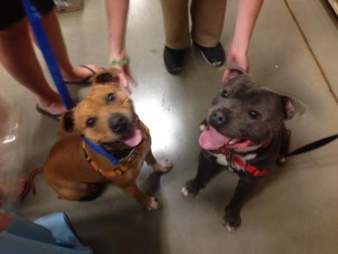 Bonded foster dogs