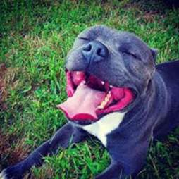 Pit bull foster dog