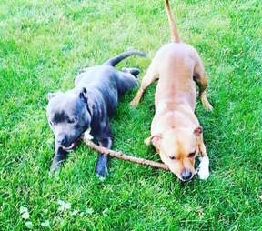 bonded pit bull foster dogs