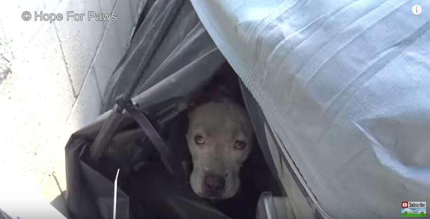 lost dog hides under car