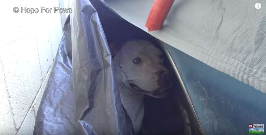 lost dog hides under car