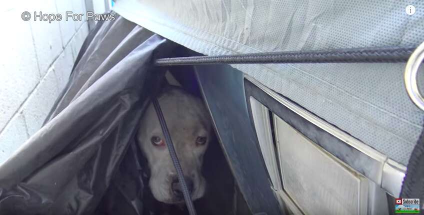 lost dog hides under car