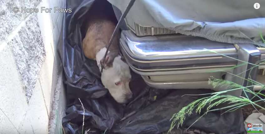 lost dog hides under car