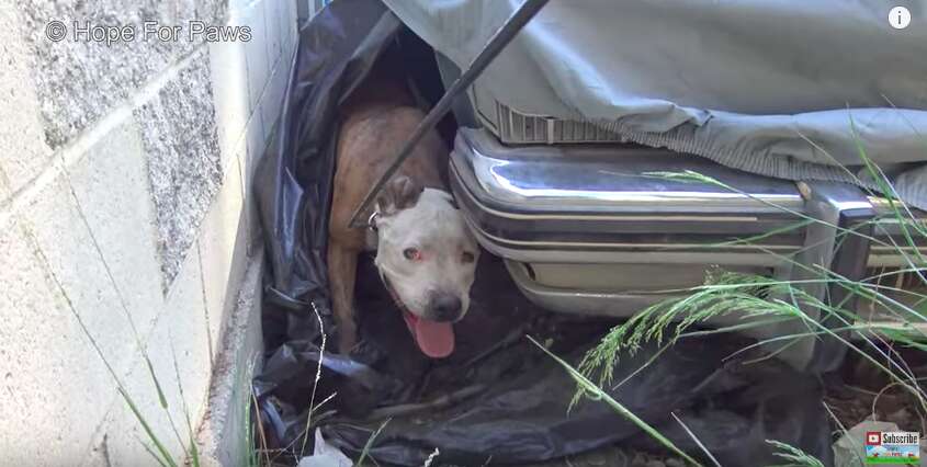 lost dog hides under car