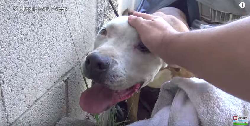 lost dog hides under car