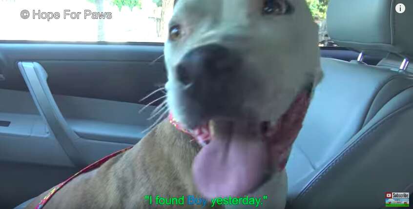 lost dog hides under car