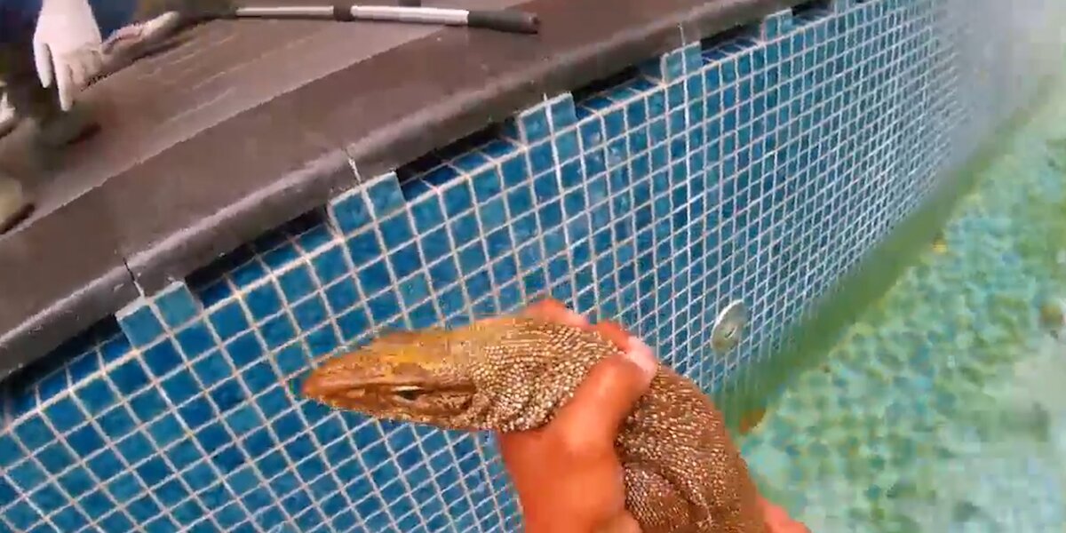 Lizard In Pool Lizard Stuck At Bottom Of Pool Gets Help From Strangers - Videos - The Dodo