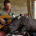 Man Plays Guitar For Baby Rhino Who Was Just Rescued