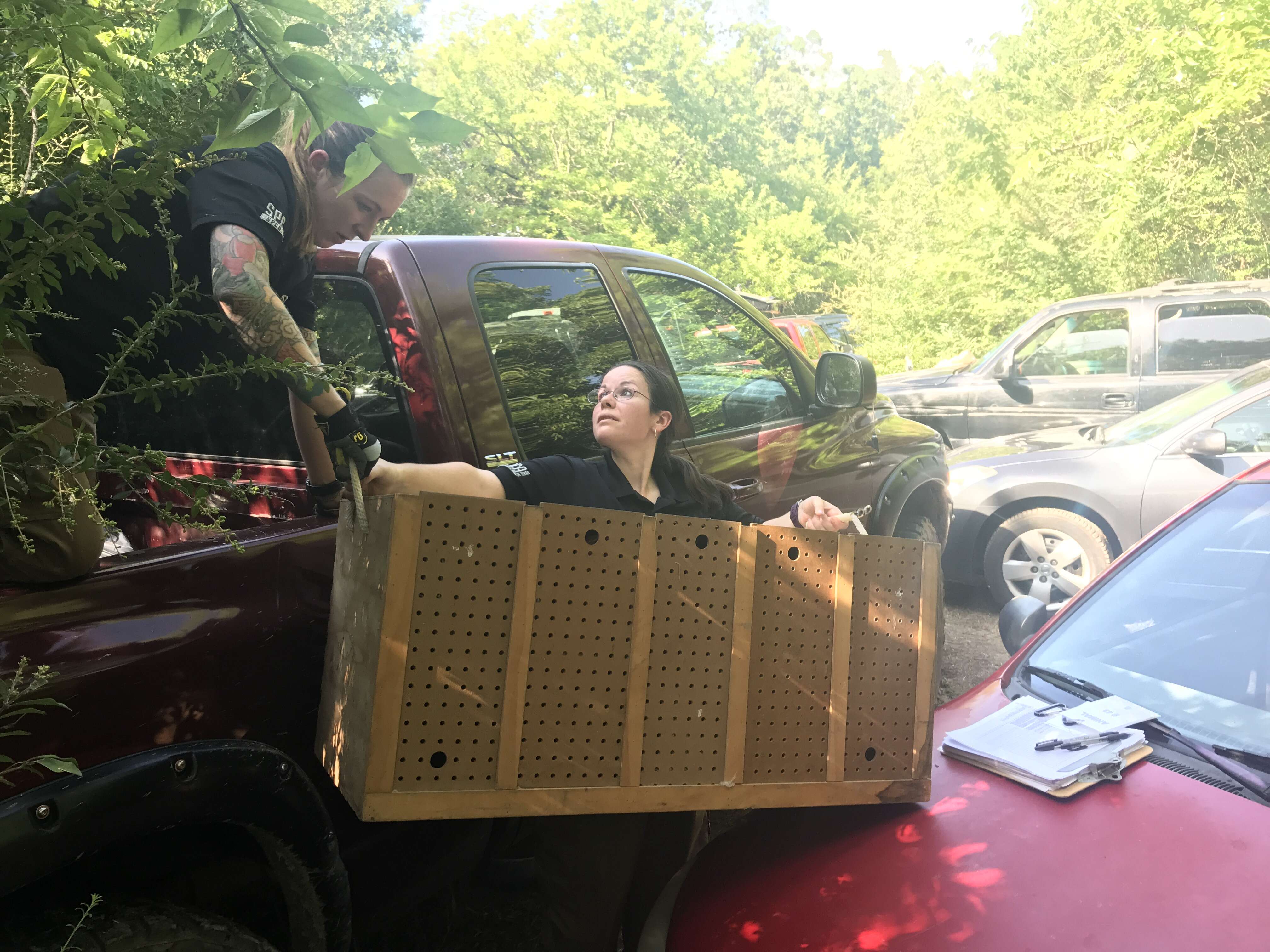 Rescuers moving cockfighting roosters 