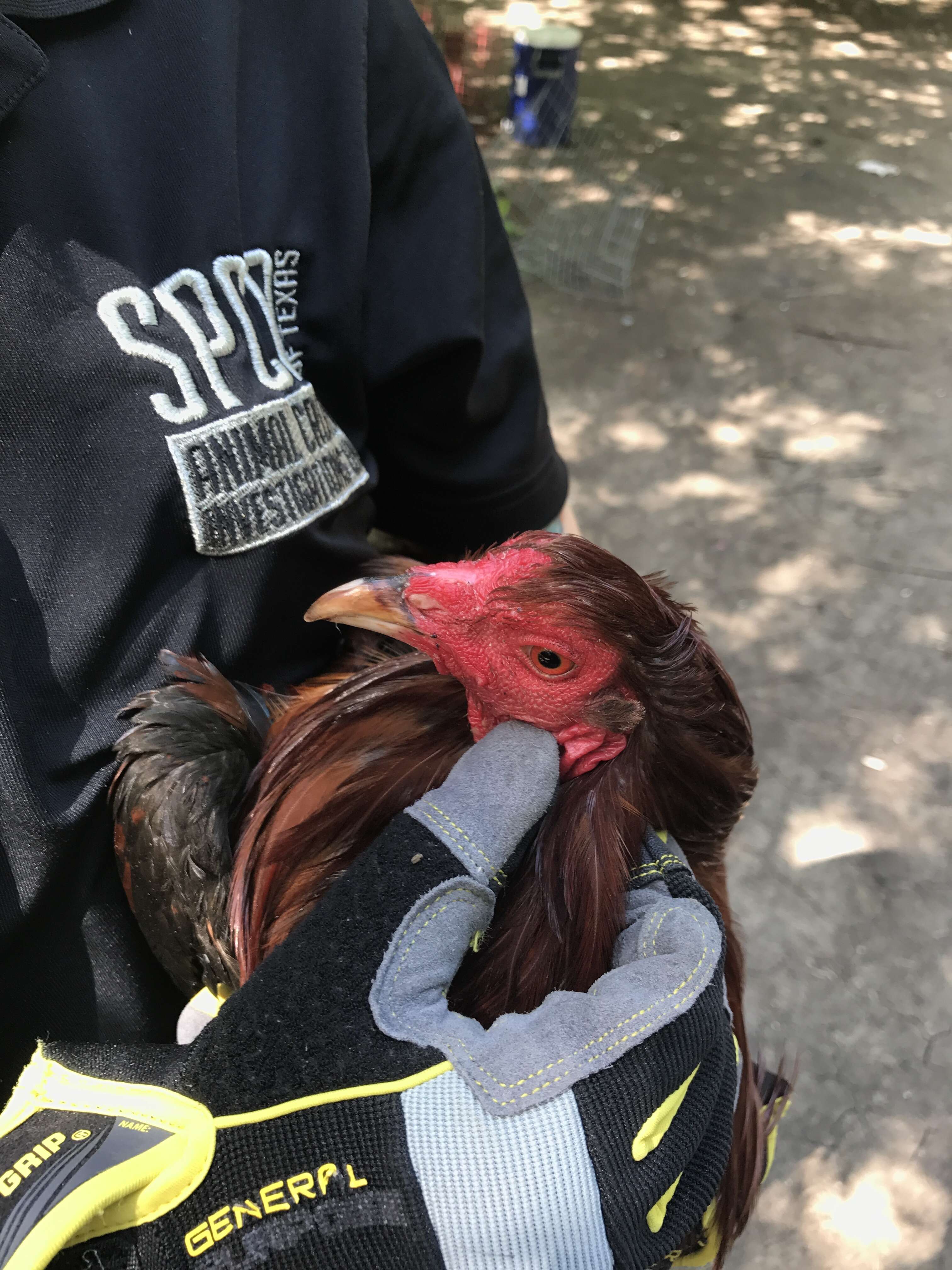 Rooster rescued from cockfighting