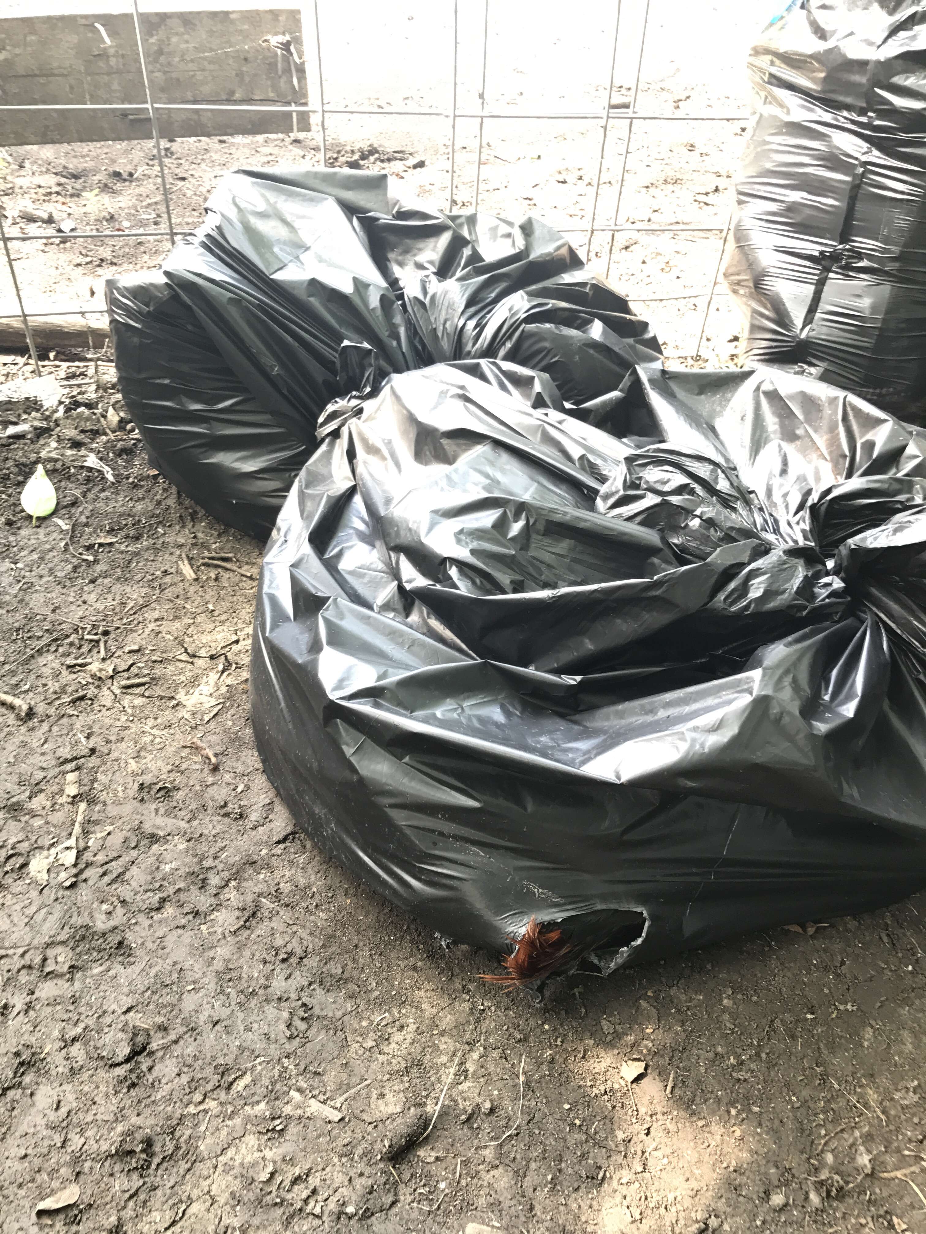 Dead roosters in garbage bags