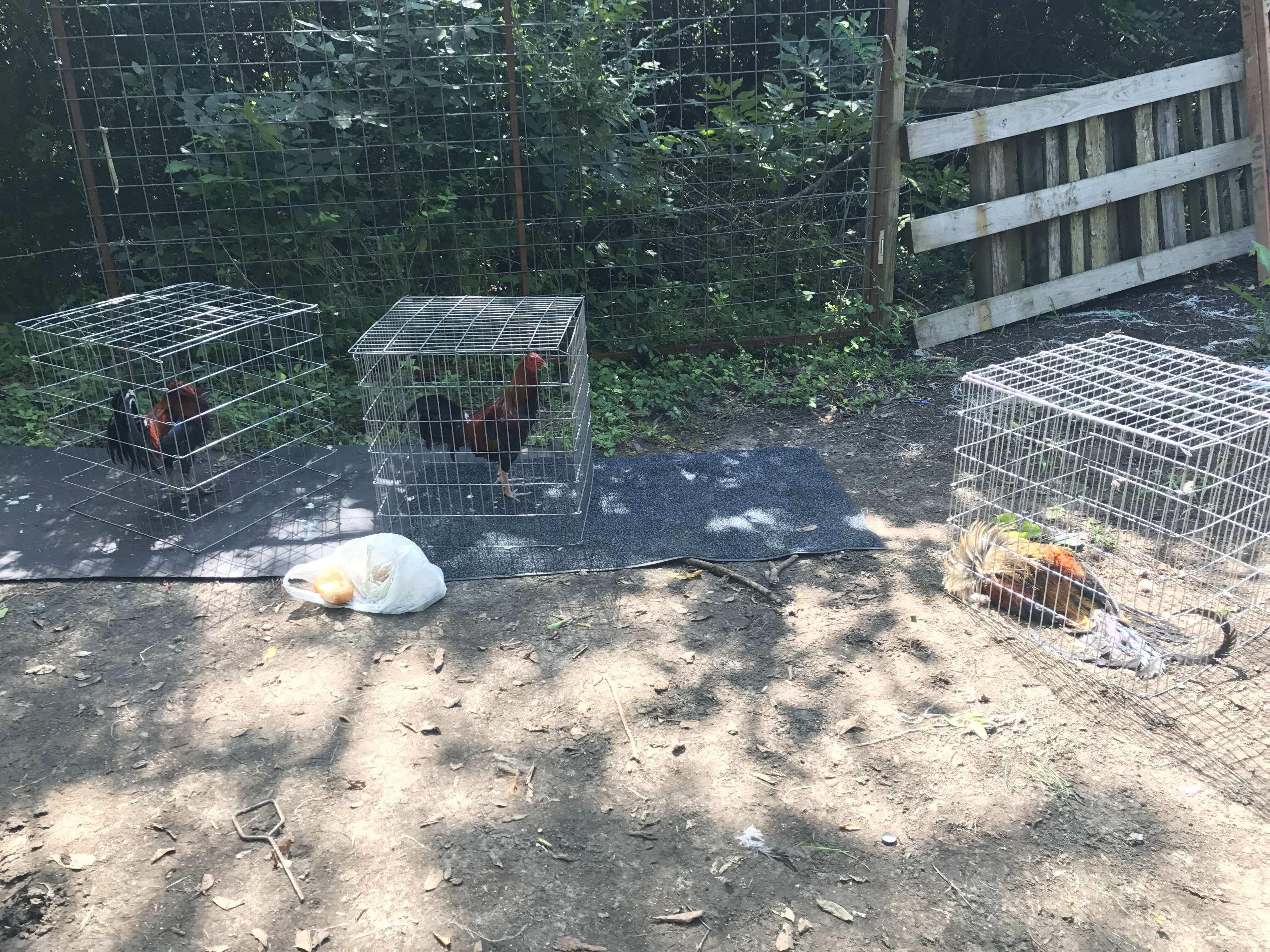 Caged roosters at cockfighting bust