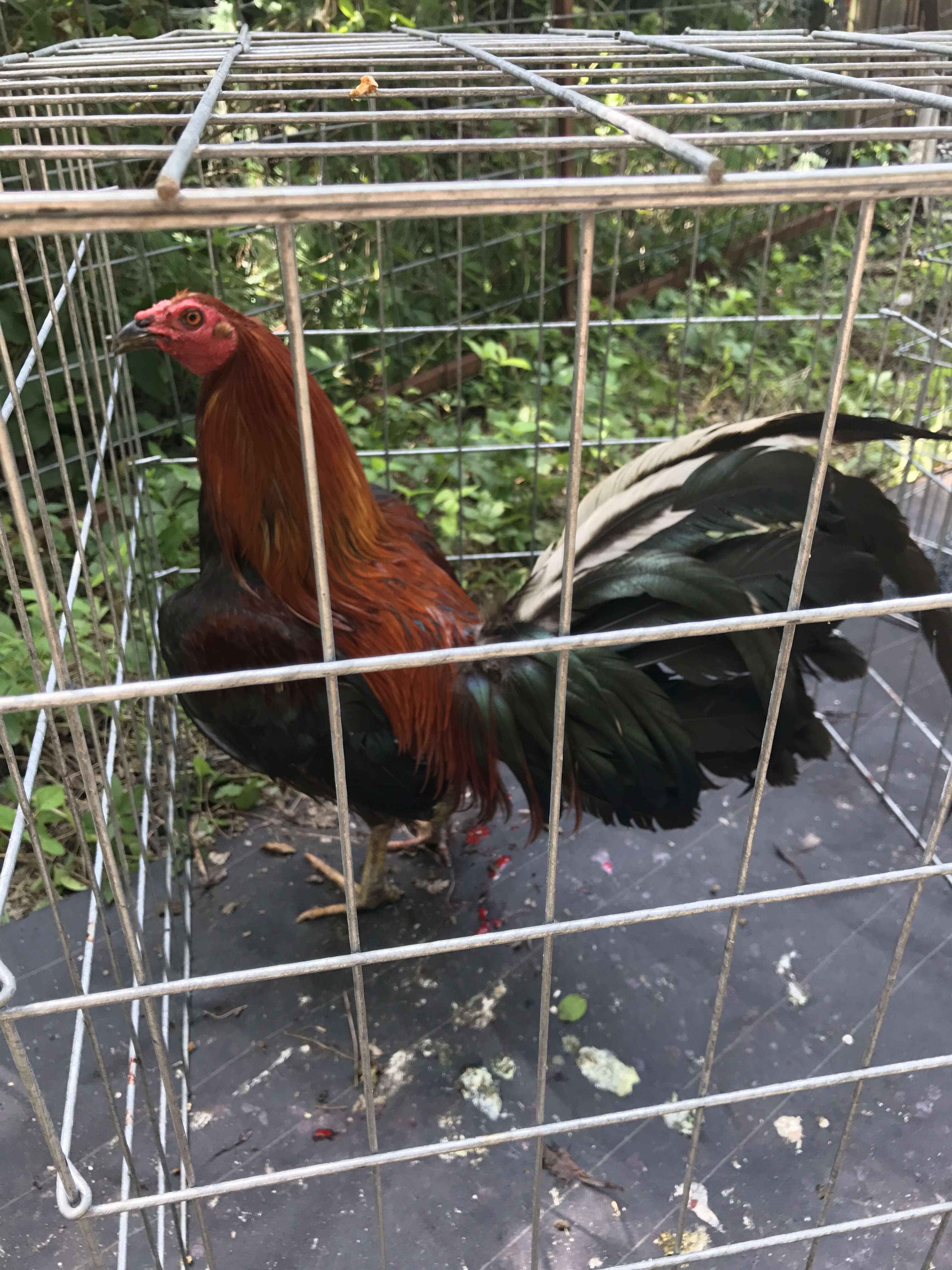 Rooster in cockfighting ring