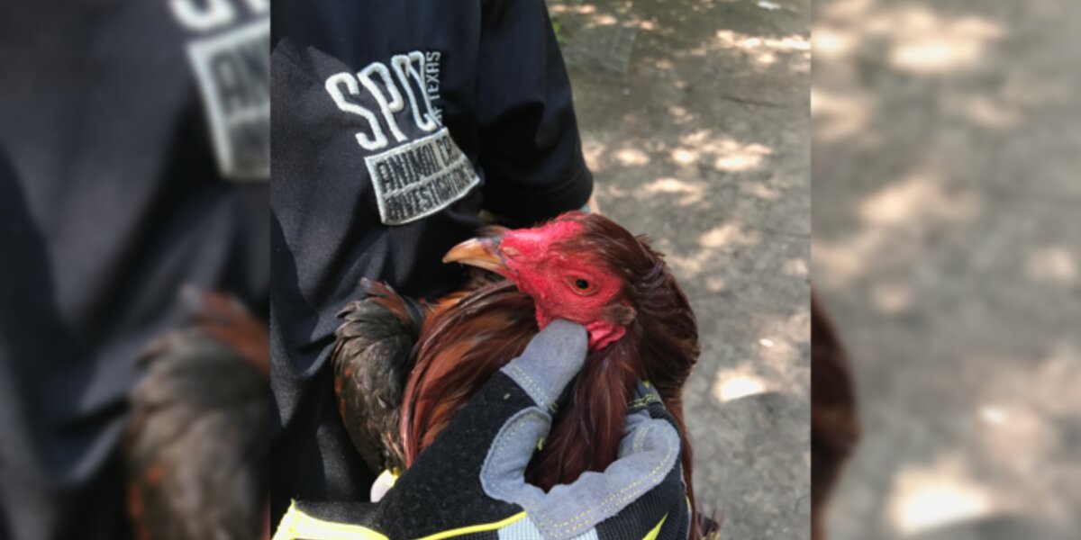 Police Bust Cockfighting Ring Hidden In Texas Woods The Dodo 