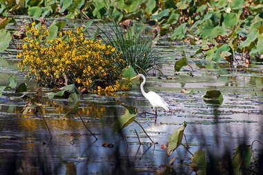 Egret in Wildwood park