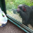 Zoo Chimp Asks Visitors For A Drink