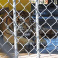 Tiger Has Lived At Truck Stop For 17 Years