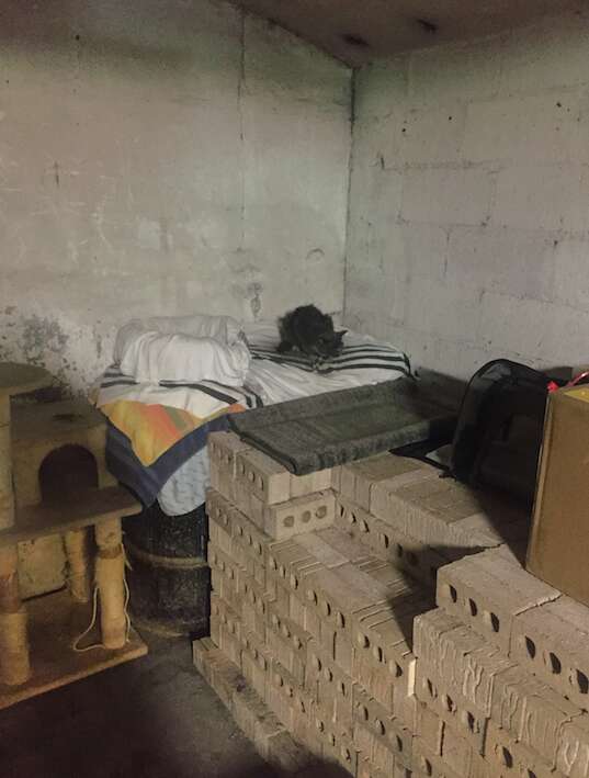 Cat abandoned in NYC apartment building basement