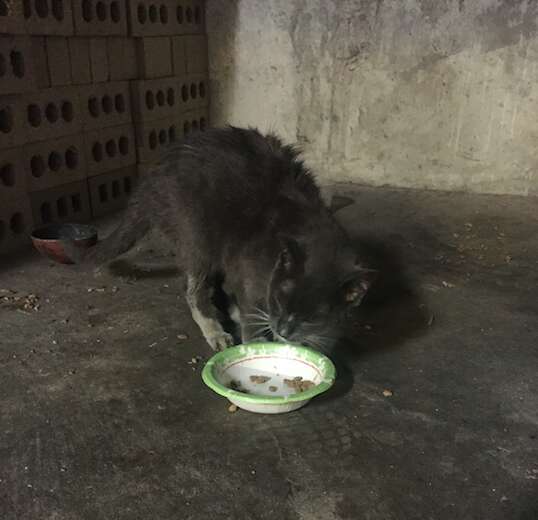 Cat abandoned in basement getting fed