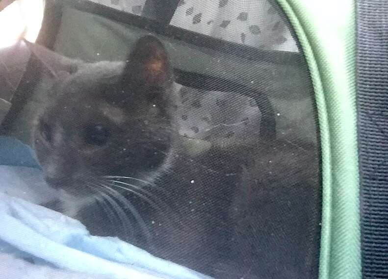 Cat saved from basement in cat carrier