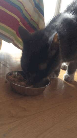 cat saved from basement eating food