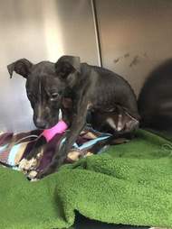 Dog rescued from trash can