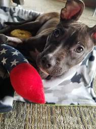 Dog rescued from garbage can