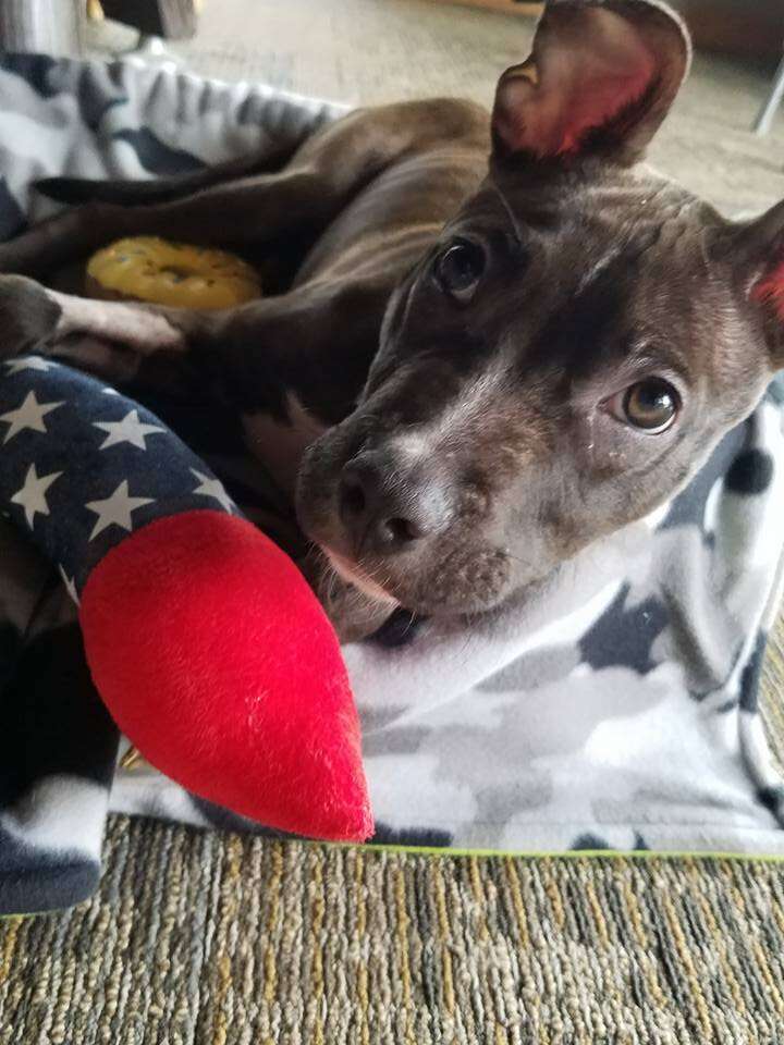 Dog rescued from garbage can