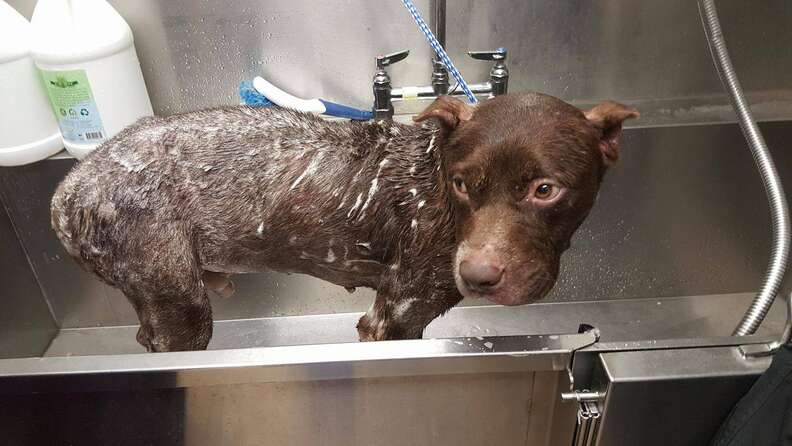 Rescued dog getting medicated bath