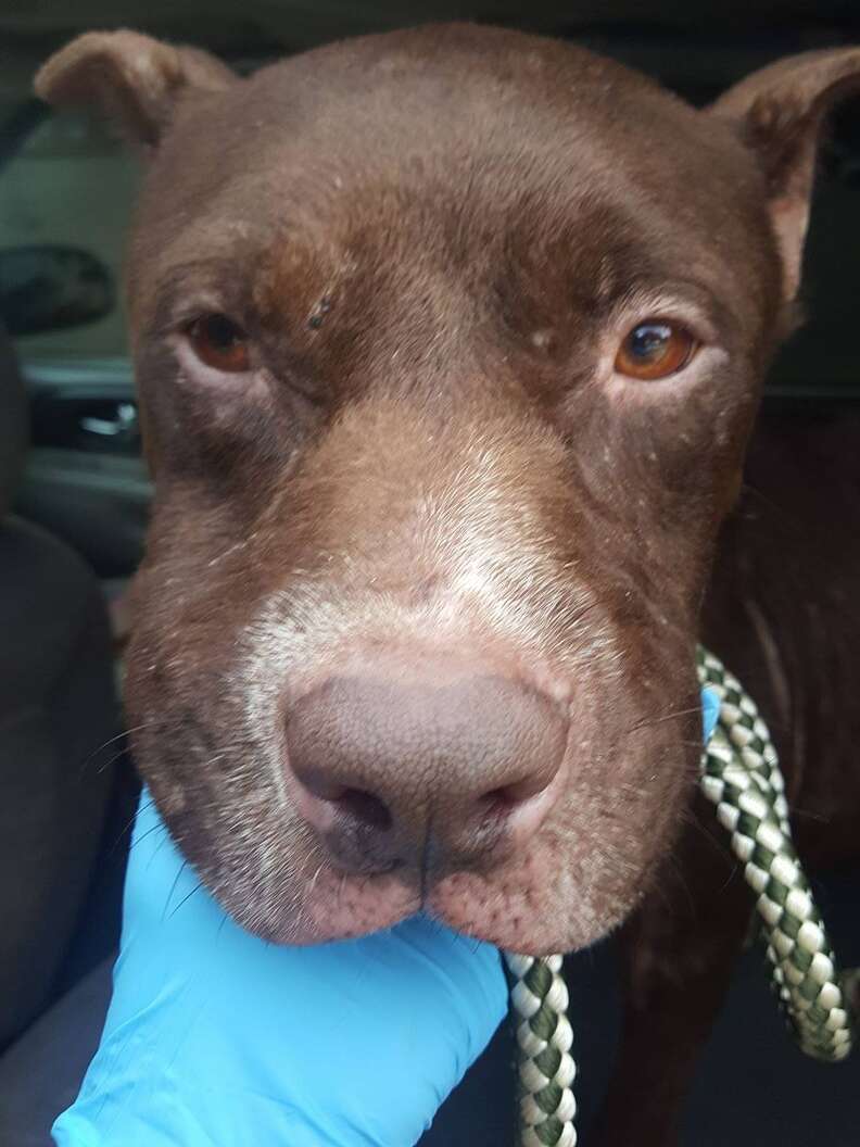 Dog saved from dumping ground in Fort Worth