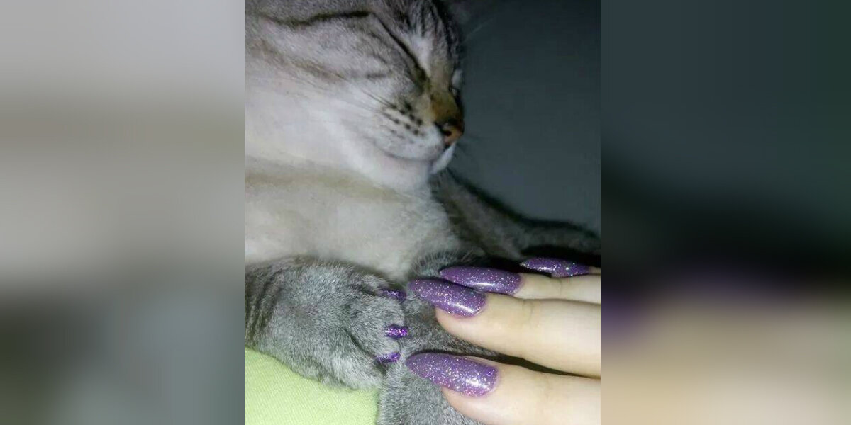 Nail polish best sale for pets