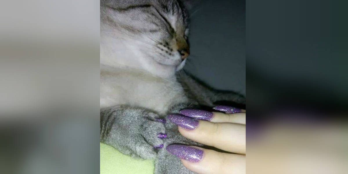 Cat safe cheap nail polish