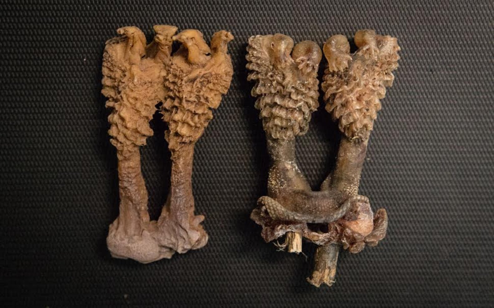 Online Retailers Are Selling Lizard Penis As A 'Lucky Charm' The Dodo