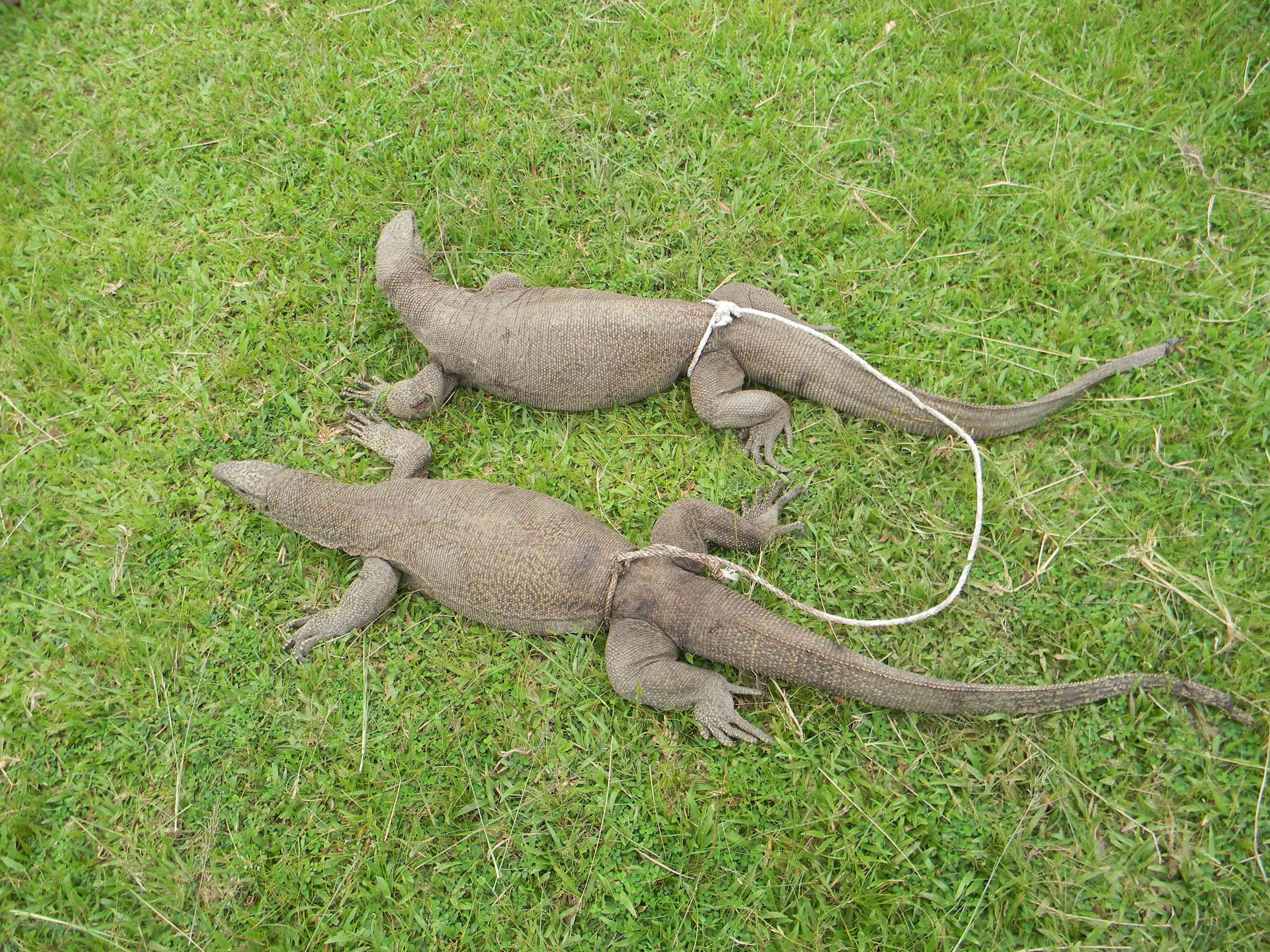 Monitor lizards tied together